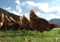 放し飼い地鶏の卵